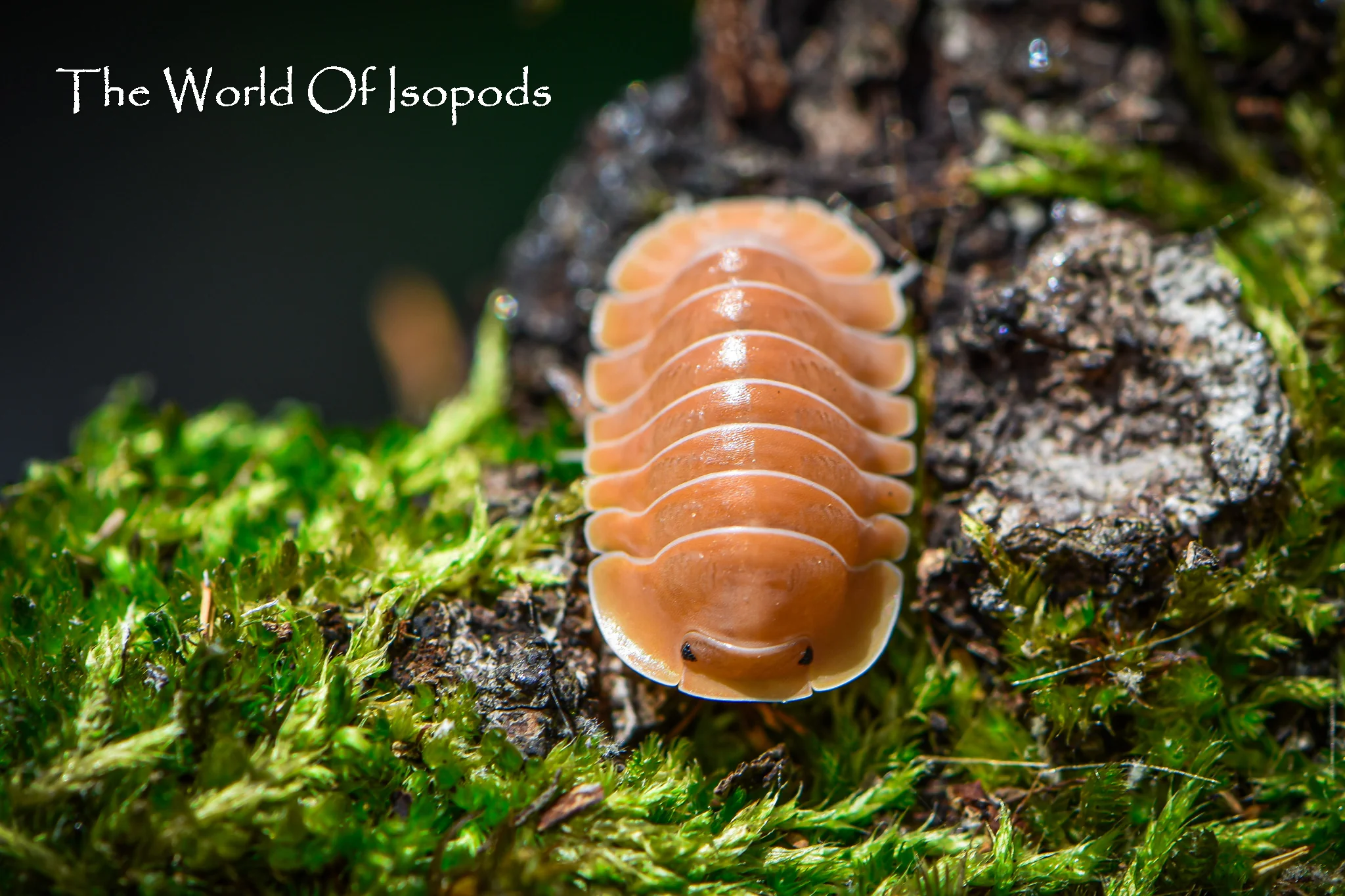 Isopods