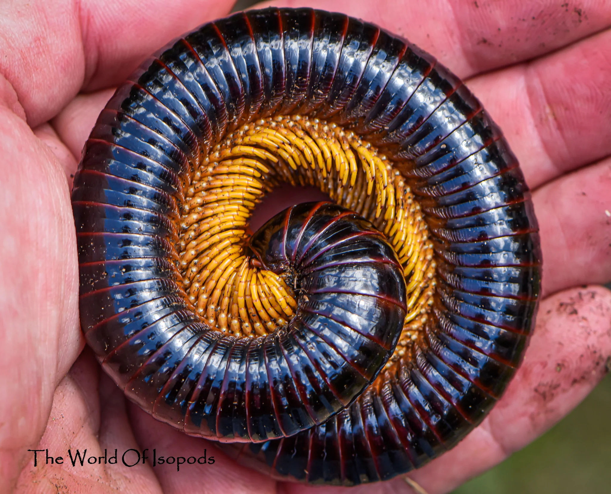 Other Invertebrates